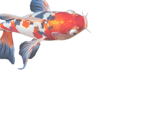 Top fish
